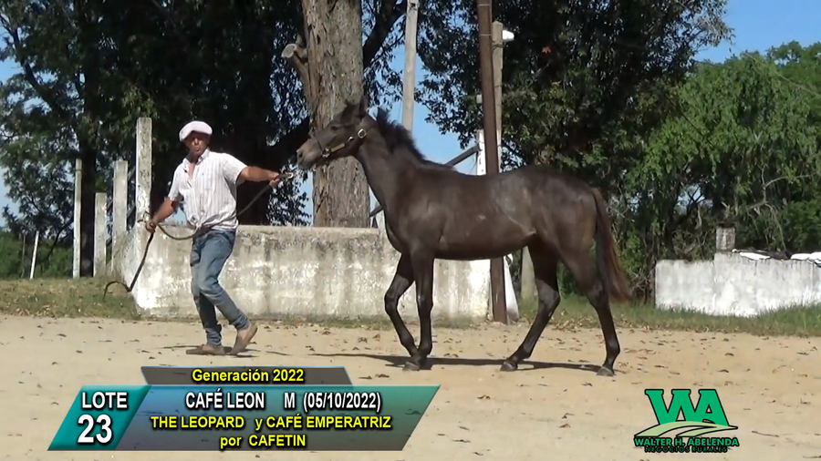 Lote CAFÉ LEON