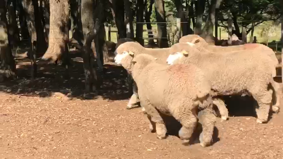 Lote SANTA ELENA DE PALMA SOLA