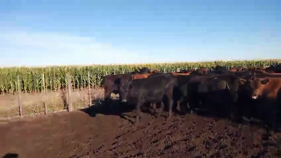 Lote 58 Novillos y Novillitos en Laprida