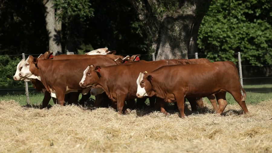 Lote Vaquilla Para Servicio