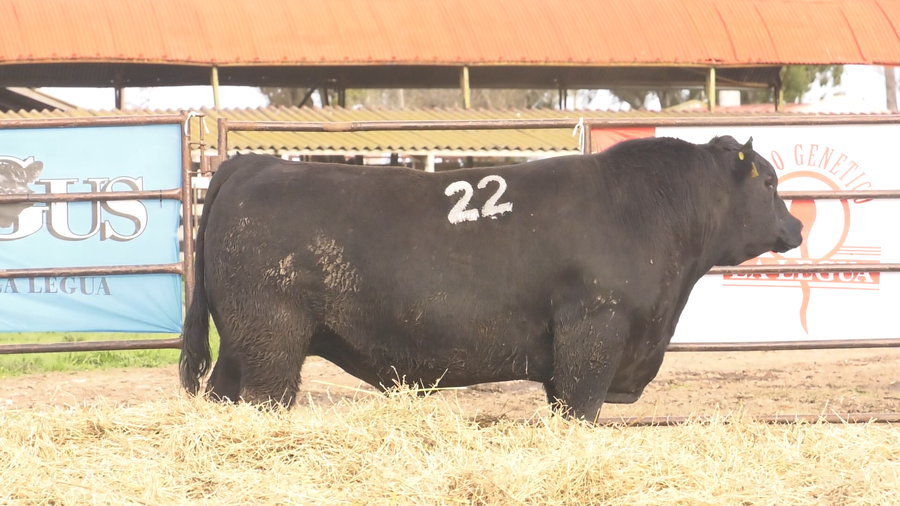 Lote TOROS ANGUS NEGROS  PC
