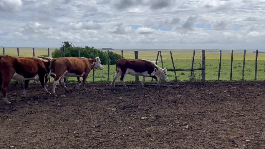 Lote Vacas de Invernada