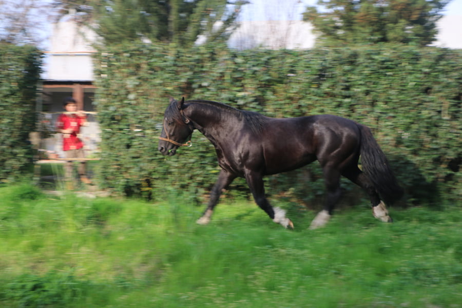 Lote TIZON DEL CONVENTOS