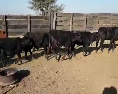 Lote 71 Terneros en Villa Ángela, Chaco