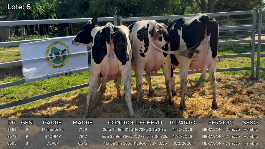 Lote Vacas