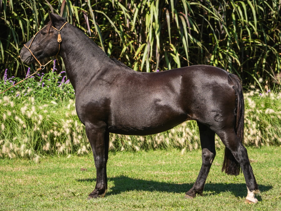Lote Dama da Noite da Terra Costa