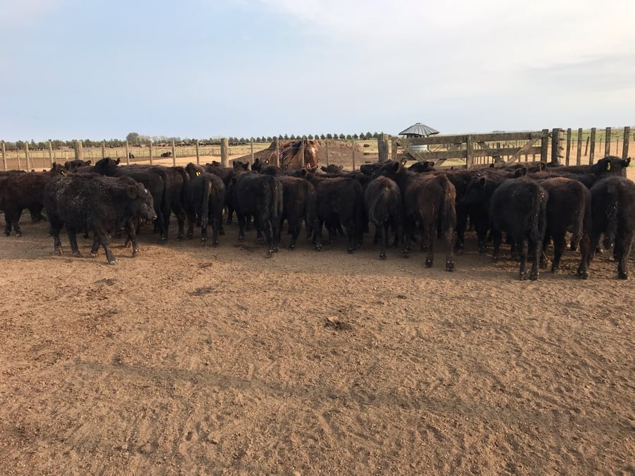 Lote 65 Terneros en Saladillo, Buenos Aires