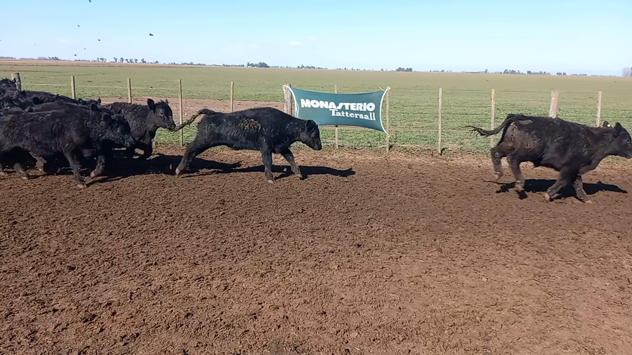 Lote 60 Terneros en Coronel Suarez, Buenos Aires