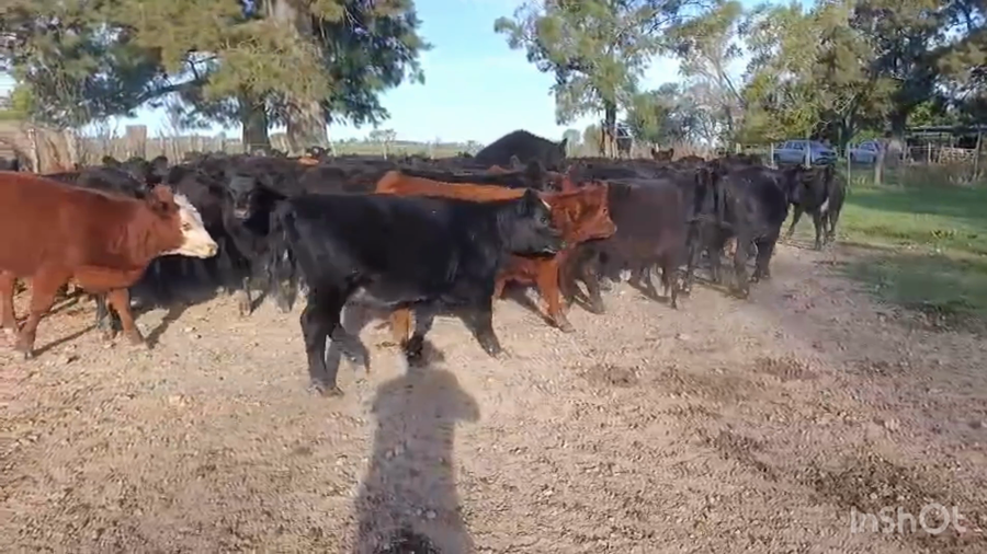 Lote 67 Terneros/as