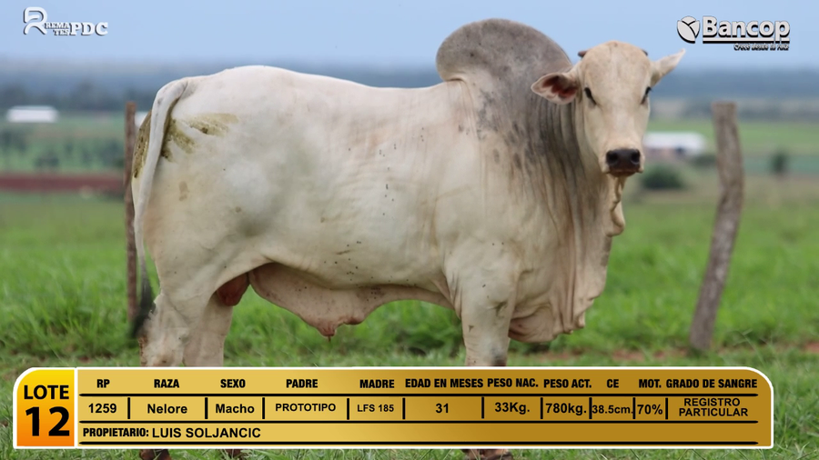 Lote Toros Nelore a remate en Jueves 29 de mayo- Remates PDC, San Pedro