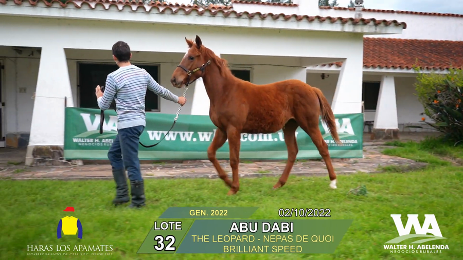Lote ABU DABI