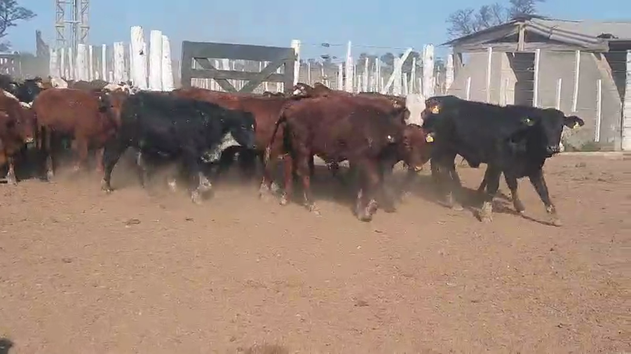 Lote 70 Terneros/as en Tintina, Santiago del Estero