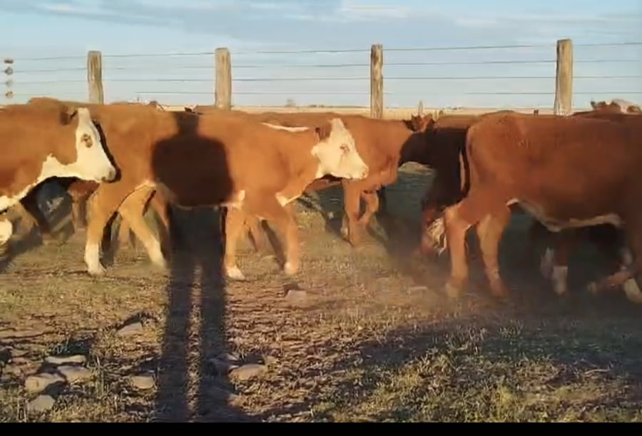 Lote 51 Terneros/as en Corrientes, Curuzú-Cuatiá