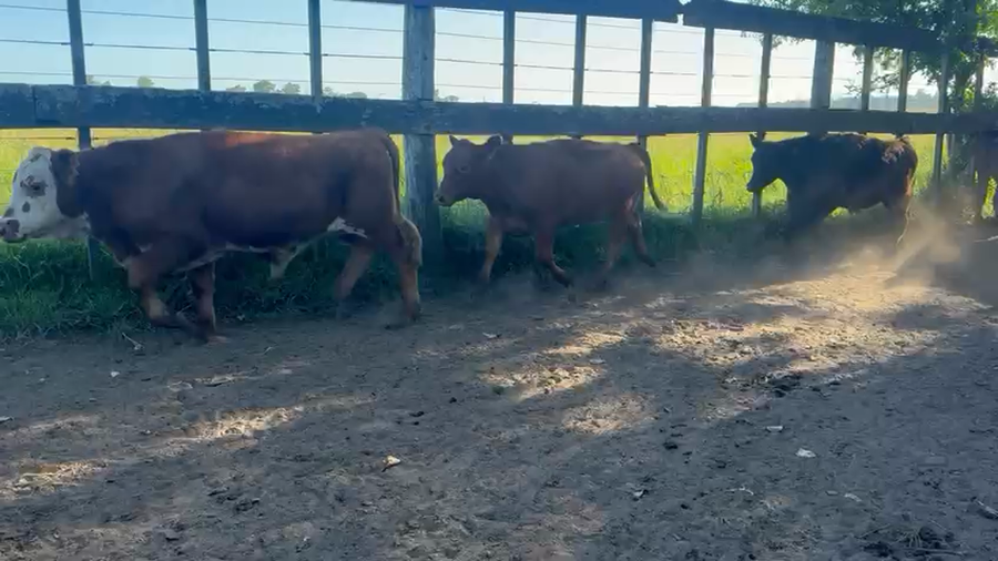 Lote Machos - Dolores Bs As