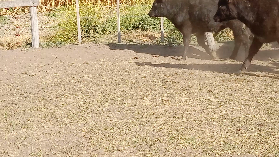 Lote 30 Terneros/as en Salazar, Buenos Aires