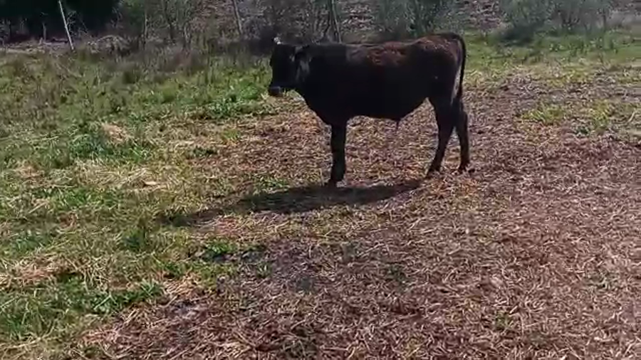 Lote 2 Novillos KIWI a remate en REMATE POR PANTALLA 180kg - , San José