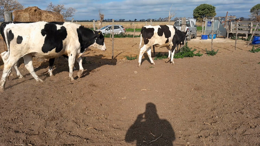 Lote 20 Novillitos Holando Argentino de Feed Lot en Morteros, Córdoba