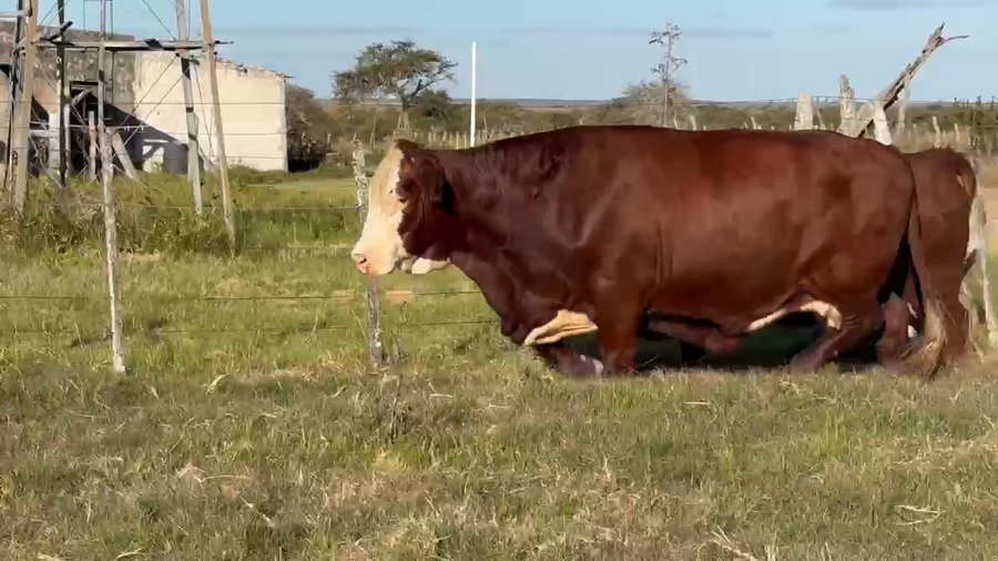 Lote 35 Vacas faena