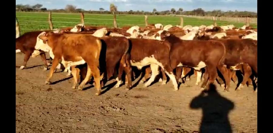 Lote 65 Terneros en Villaguay, Entre Ríos