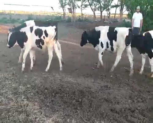 Lote 27 Terneros en Tacural, Santa Fe