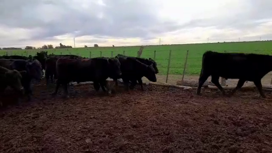 Lote 45 Novillitos en Col. Barón, La Pampa