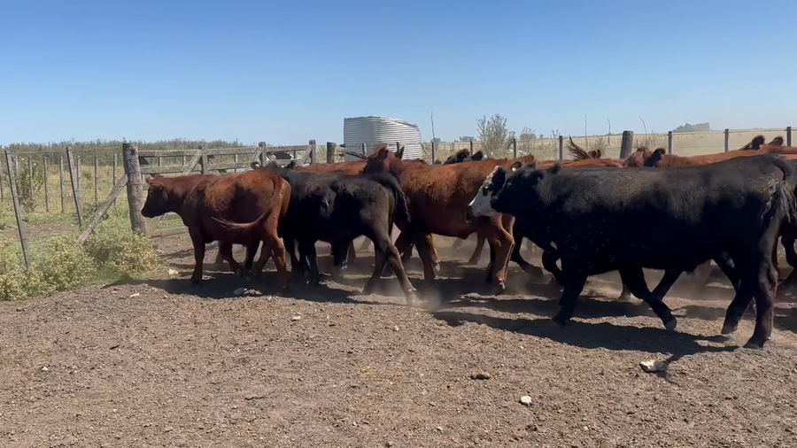 Lote 88 Novillitos en Azul