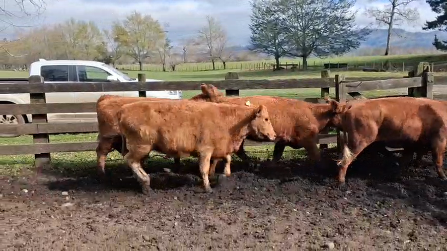 Lote 30 Vaquilla Engorda en Cunco, IX Región Araucanía