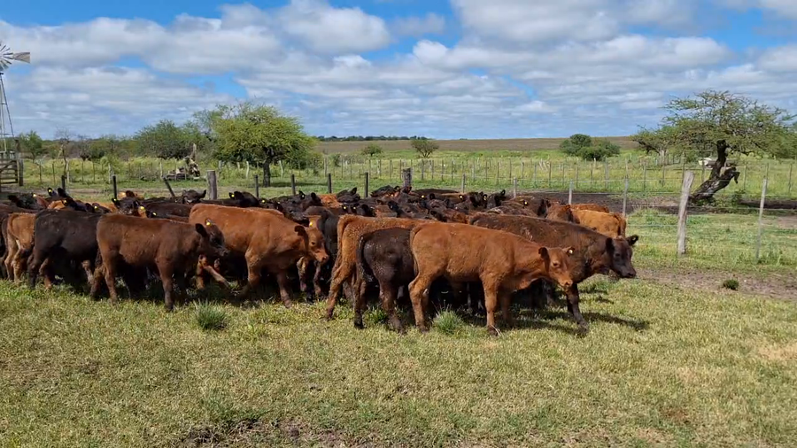 Lote 85 Terneros