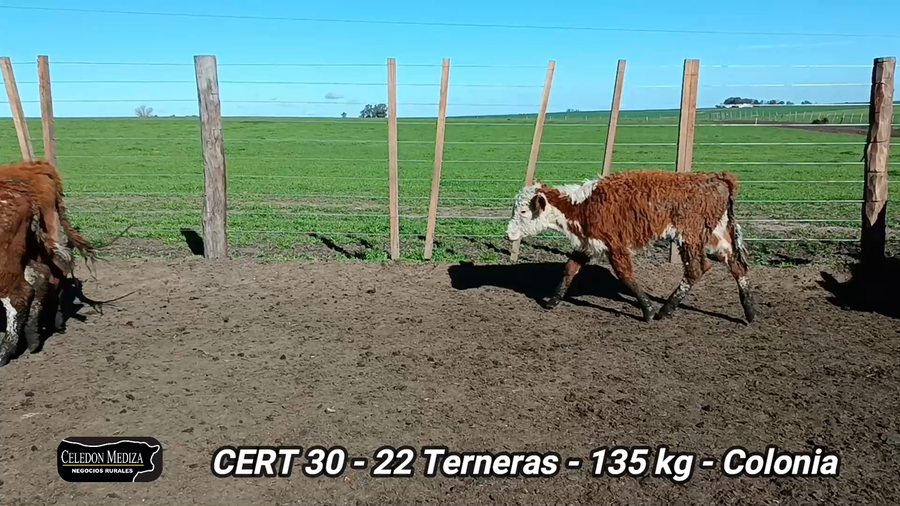 Lote 22 Terneras en La Horqueta, Colonia