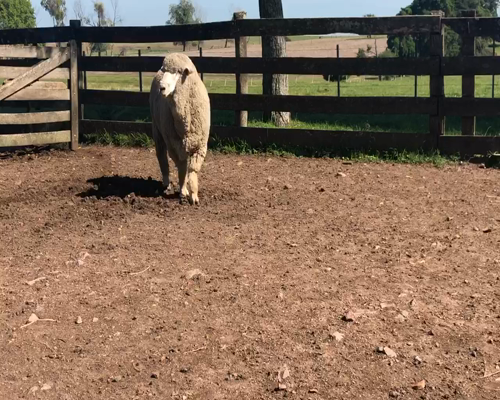 Lote 1 Borregos Planteleros en Cerro Largo, Cerro Largo