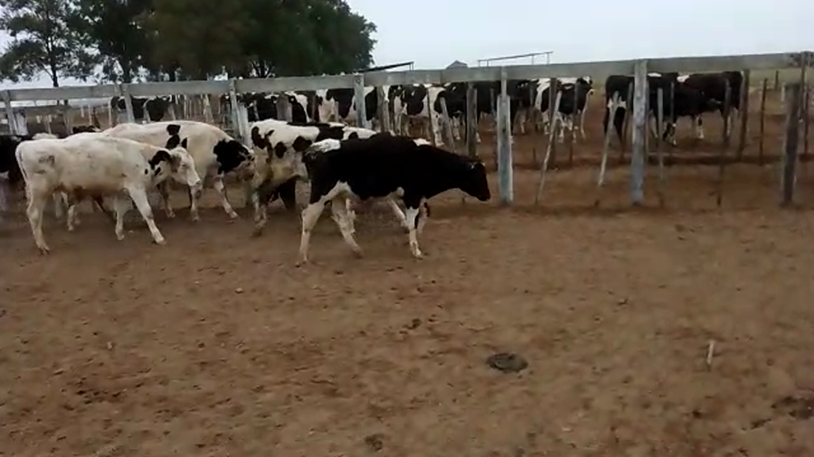 Lote 32 Novillitos Holando Argentino en Porteña , Córdoba