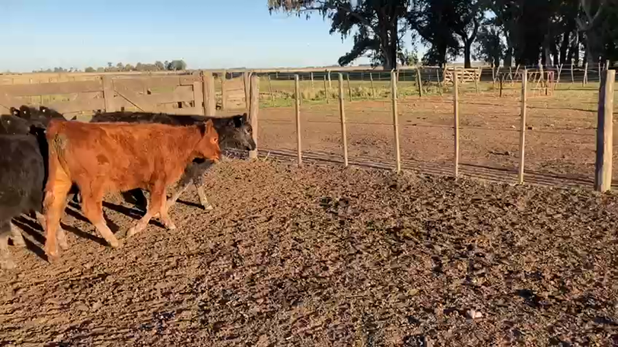 Lote 70 Terneras en Azul, Buenos Aires