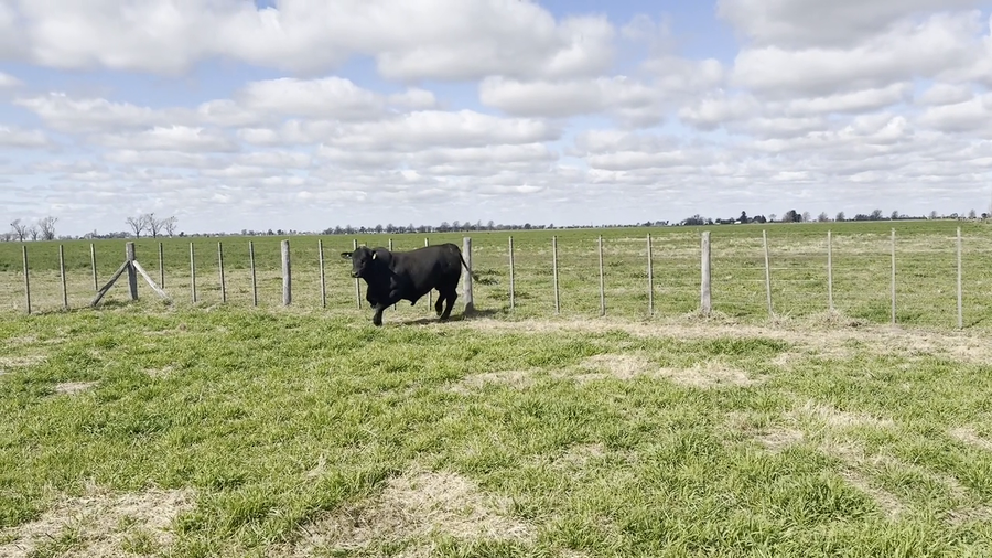 Lote Toro Cabaña "Don Pedro"