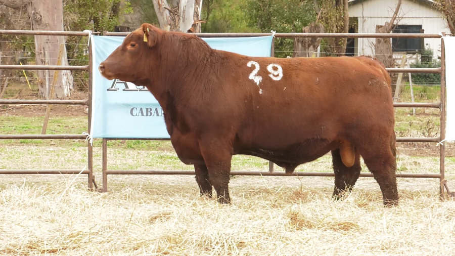 Lote TOROS ANGUS COLORADOS  PC
