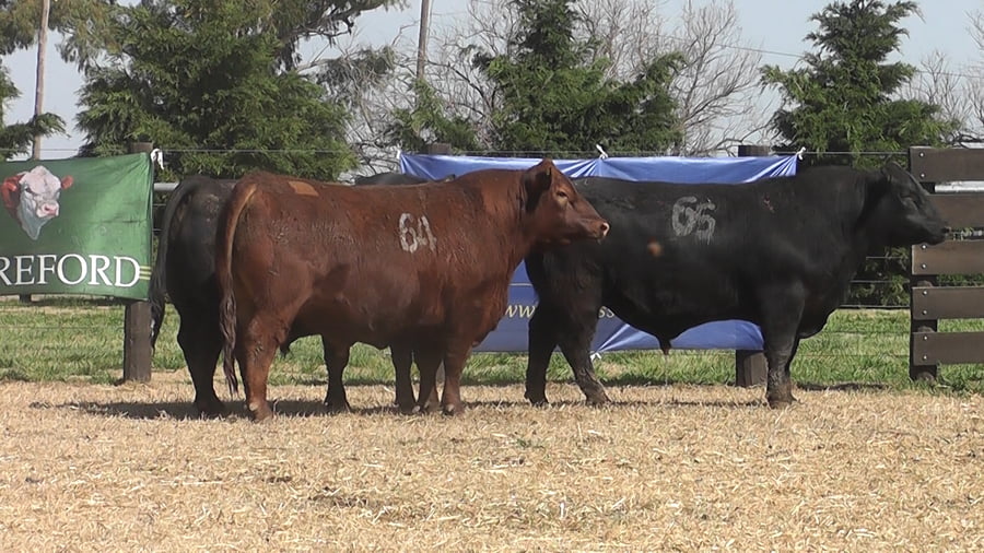 Lote TOROS ANGUS PC