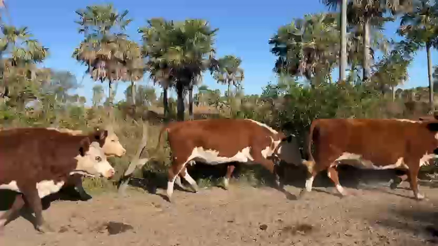 Lote 56 Vacas CUT preñadas