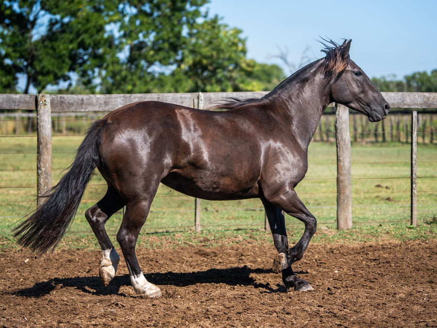 Lote DEL SIETE BARATITA