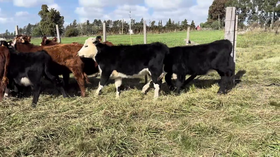 Lote TERNERAS