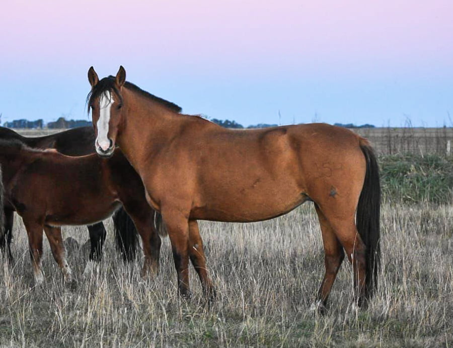 Lote MATUTE AYACUCHO FLOR DE LIS