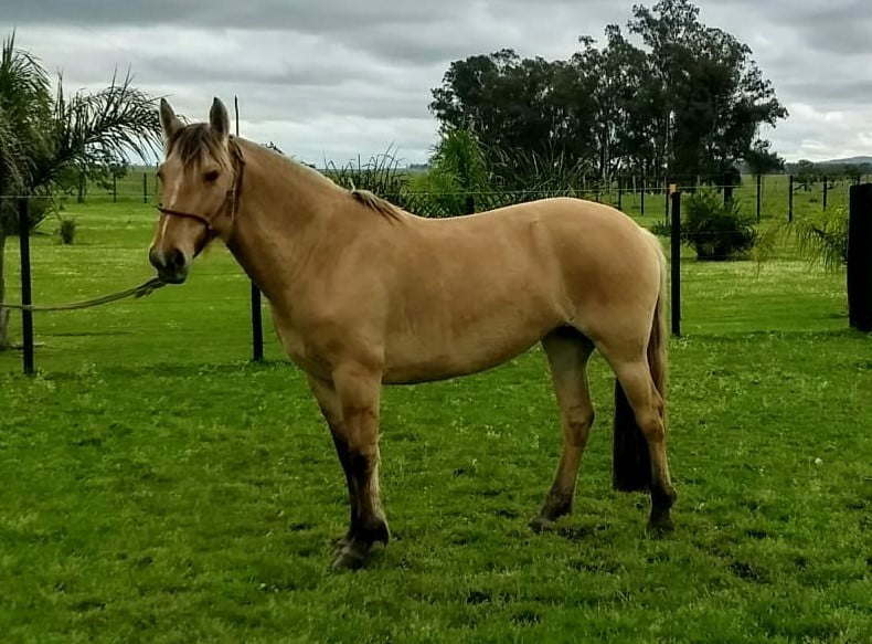 Lote Cabaña "La Cañada" - RP 306 - Cañada Harpia