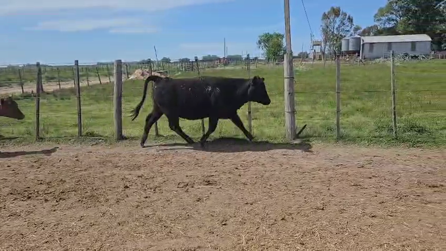 Lote 29 Terneras
