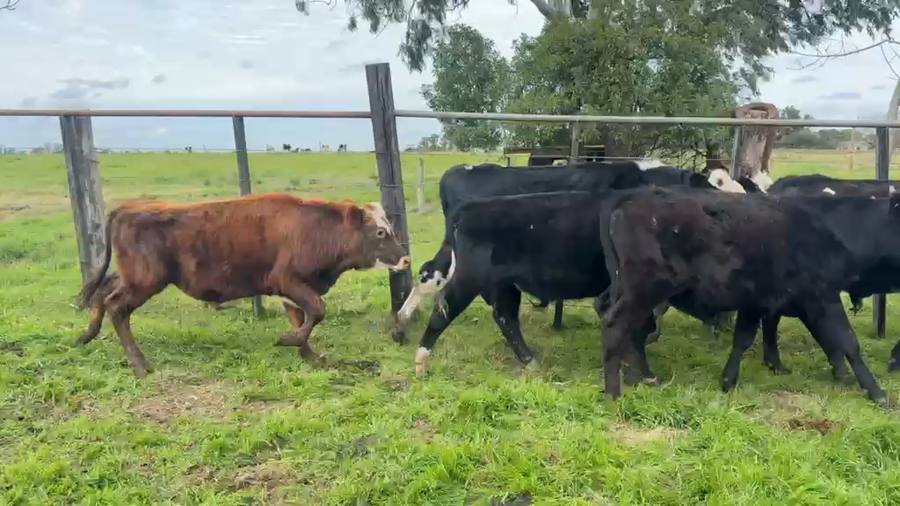 Lote TERNEROS