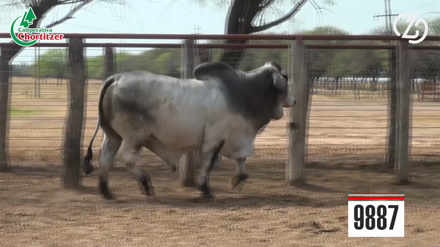 Lote Brahman