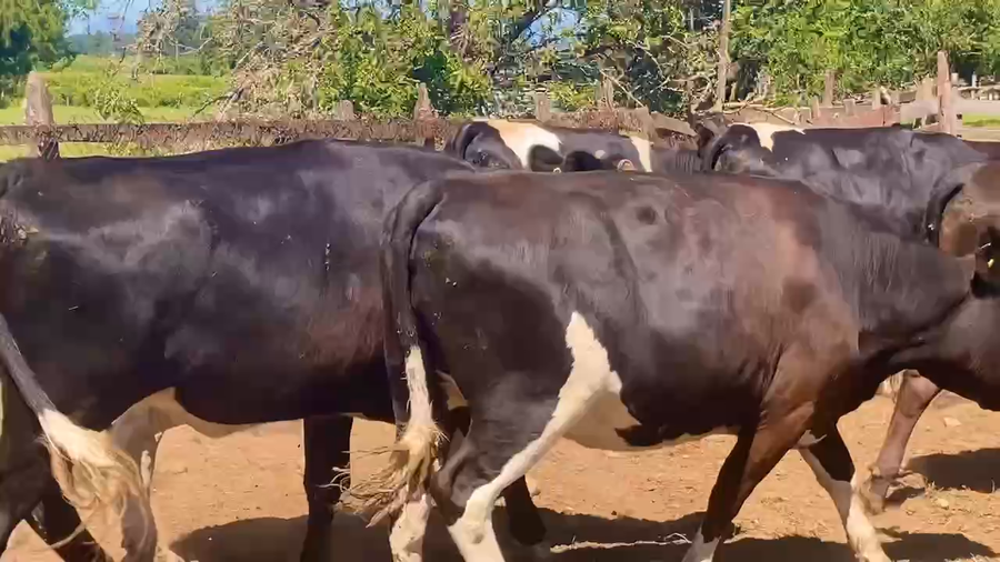 Lote 25 Vaquilla Gorda en Río Bueno, XIV Región Los Ríos