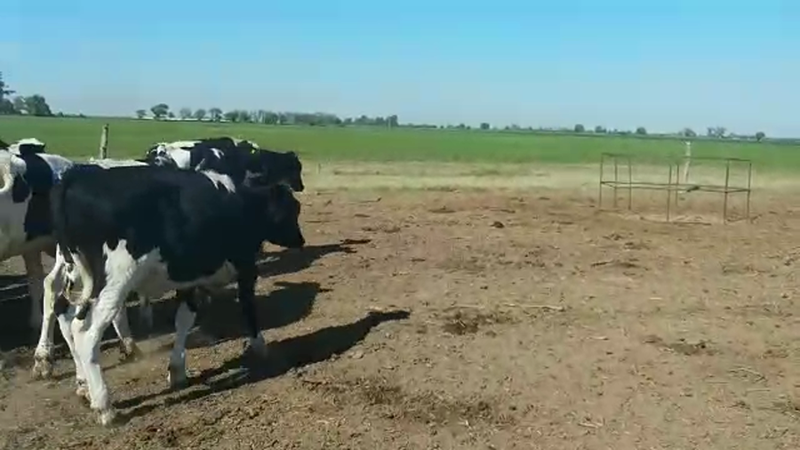 Lote 70 Novillitos Holando Argentino en Córdoba, Morteros