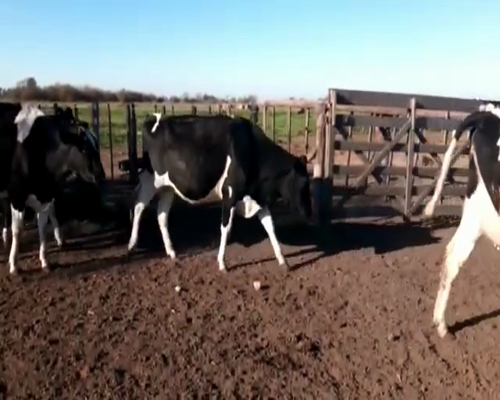 Lote VAQUILLONAS PREÑADAS