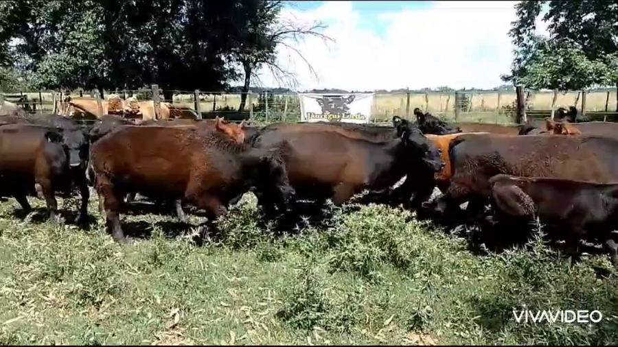 Lote 124 AL CTE (VAQ)