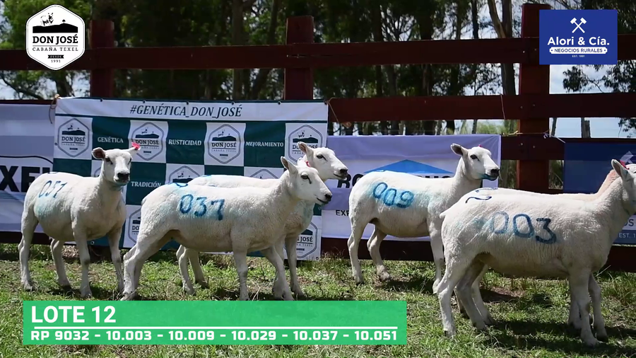 Lote 5 Borregas Texel a remate en Texel Don José 2022 en Tupambaé