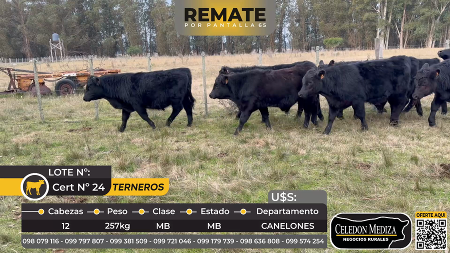 Lote 12 Terneros en Canelones