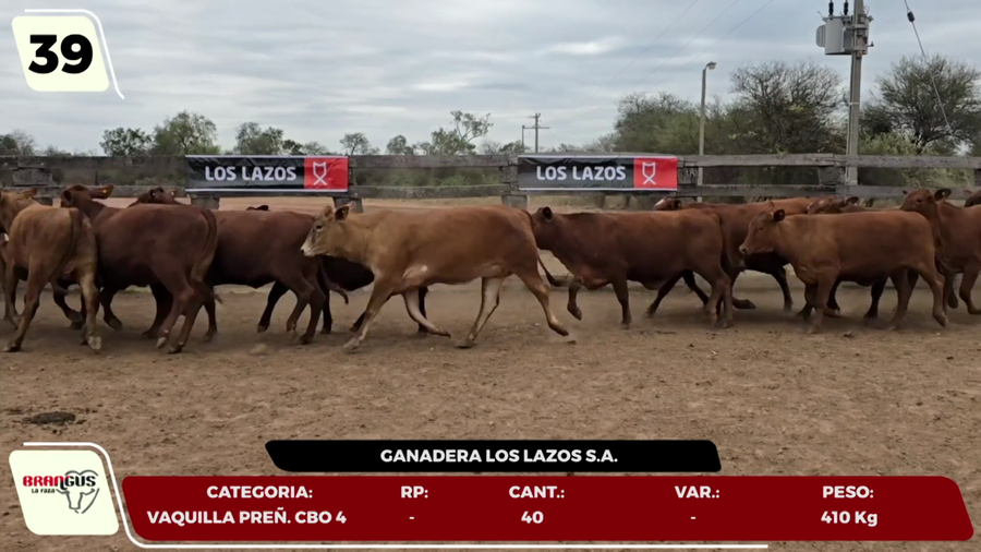 Lote LOTE 39 - POR PANTALLA